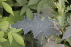 Cirsium buschianum