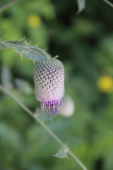 Cirsium buschianum