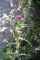 Cirsium ciliatum