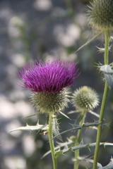Cirsium ciliatum