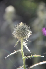 Cirsium ciliatum