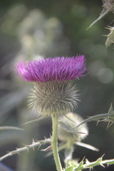 Cirsium ciliatum