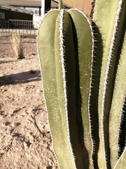 Lophocereus