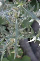 Cirsium ciliatum