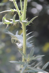 Cirsium ciliatum