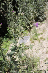 Cirsium osseticum