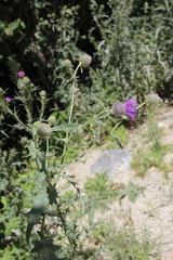 Cirsium osseticum