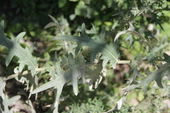 Cirsium osseticum