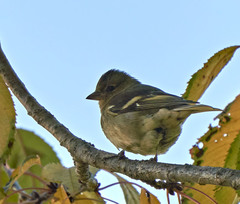 Fringilla coelebs