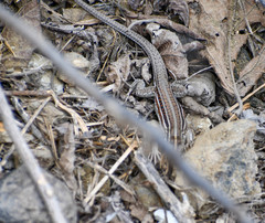 Medopheos edracanthus