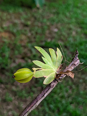 Erycina