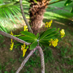 Erycina