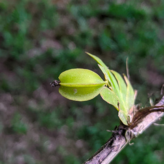 Erycina