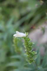 Digitalis ciliata