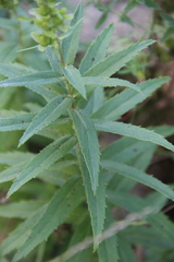 Digitalis ciliata