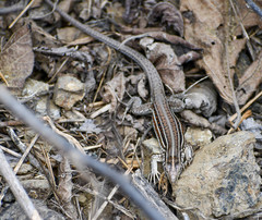 Medopheos edracanthus