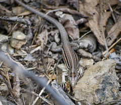 Medopheos edracanthus