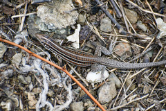 Medopheos edracanthus