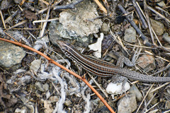 Medopheos edracanthus