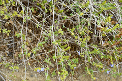 Tetramerium wasshausenii