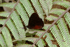 Pedaliodes zingara