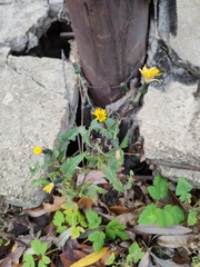 Sonchus oleraceus
