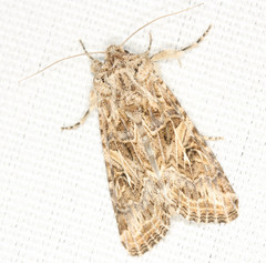 Spodoptera praefica