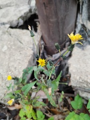 Sonchus oleraceus