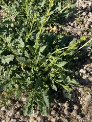 Sisymbrium polyceratium