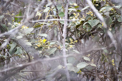 Capparicordis crotonoides