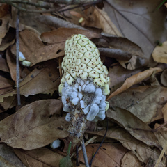 Monstera lechleriana