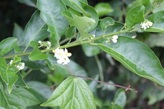 Solanum pseudoquina
