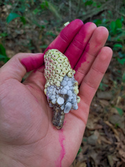 Monstera lechleriana