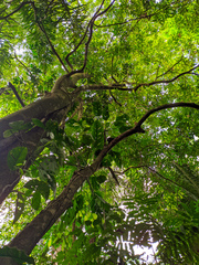 Monstera lechleriana