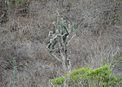 Armatocereus cartwrightianus