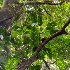 Monstera lechleriana