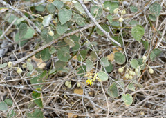 Capparicordis crotonoides