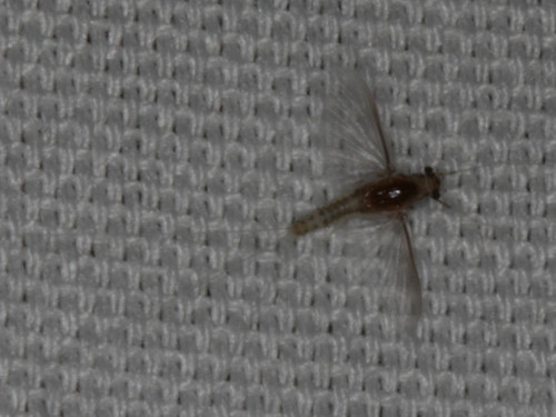 Caenidae