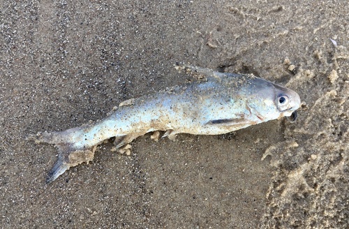 White Sea Catfish