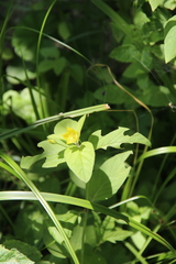 Lysimachia verticillaris