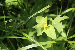Lysimachia verticillaris