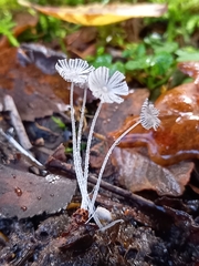 Coprinopsis stercorea