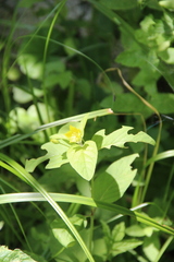 Lysimachia verticillaris