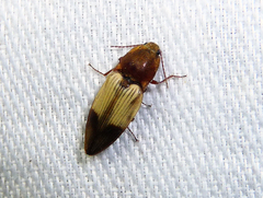 Stropenron hamata