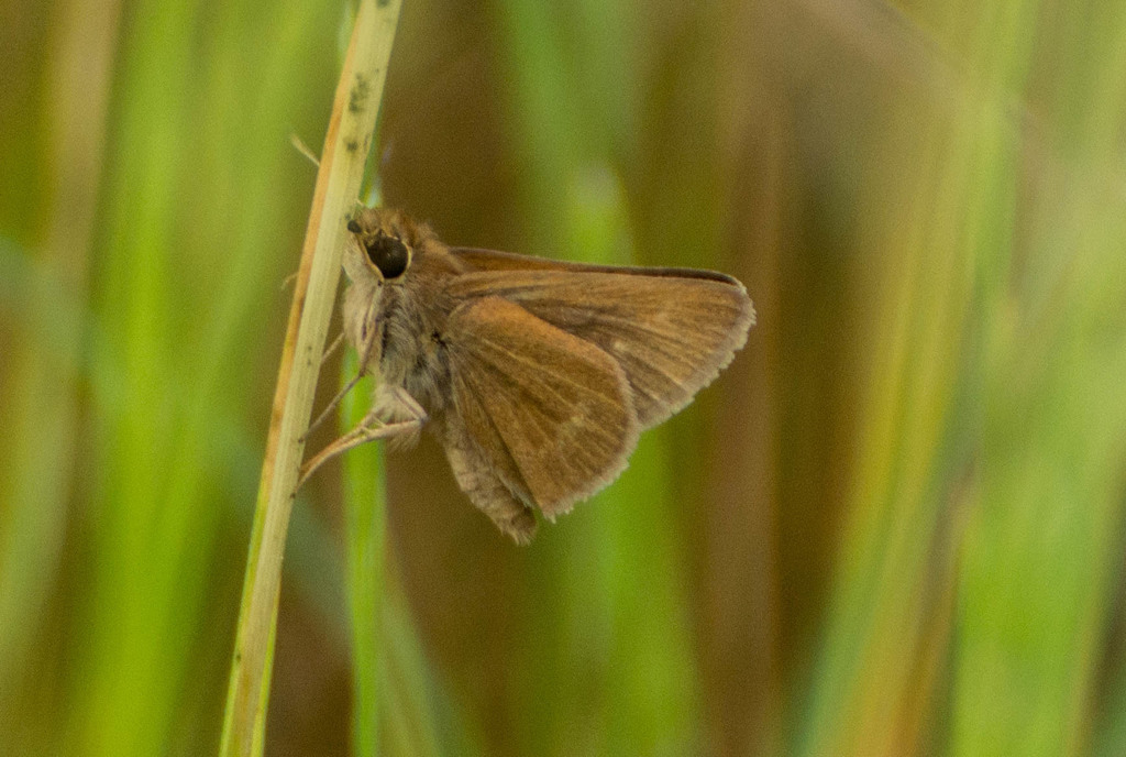 Urqua Skipper