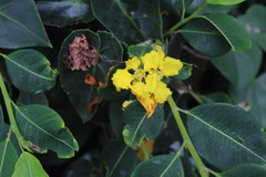 Stigmaphyllon ciliatum