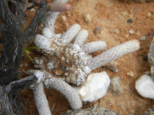 Anacampseros papyracea (Anacampseros papyracea)