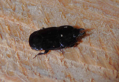 Hololepta aequalis