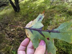 Apiognomonia errabunda