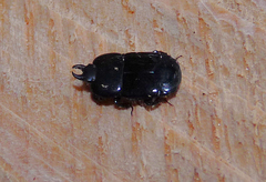 Hololepta aequalis